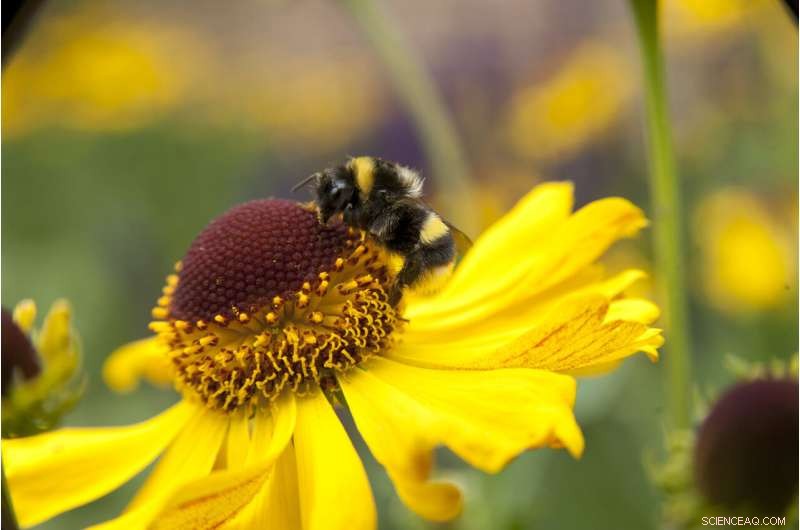 Bees Harness Natural Medicine: Parasite Defense Through Pollination