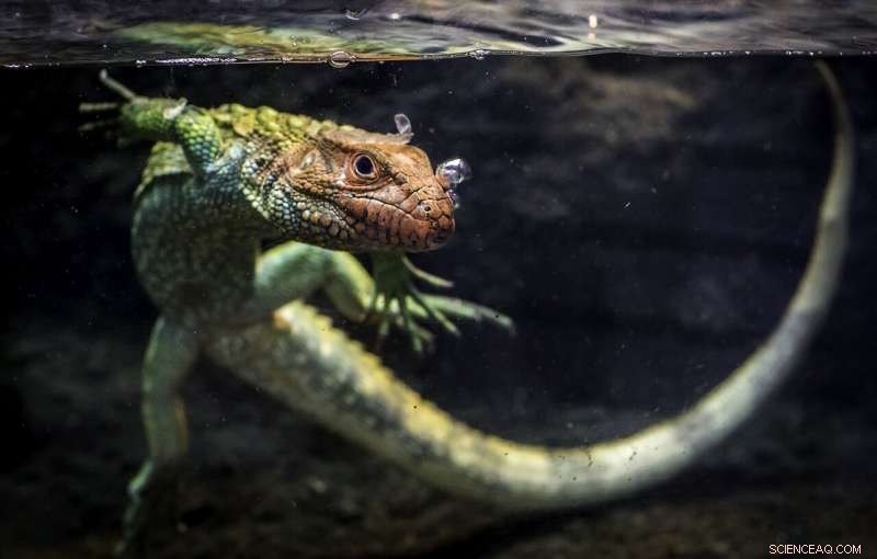 Reptile Extinction Crisis: 21% of Species Face Threat - Conservation Efforts Urgently Needed