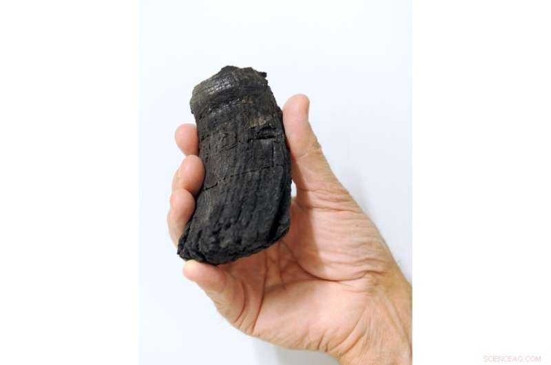 Giant Ichthyosaur Tooth Discovered in Swiss Alps – New Record Size!