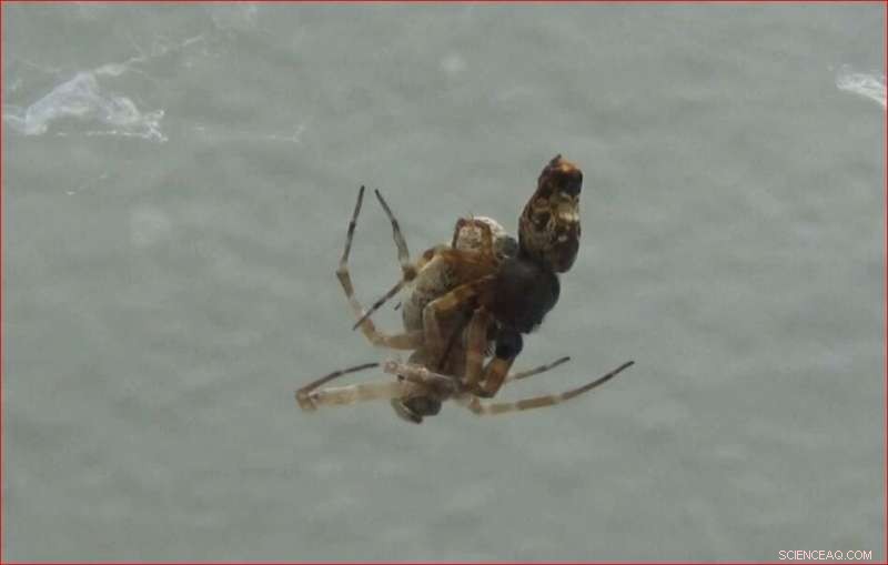 Spider Mating Ritual: Male Spiders Employ Extreme Evasion Tactics