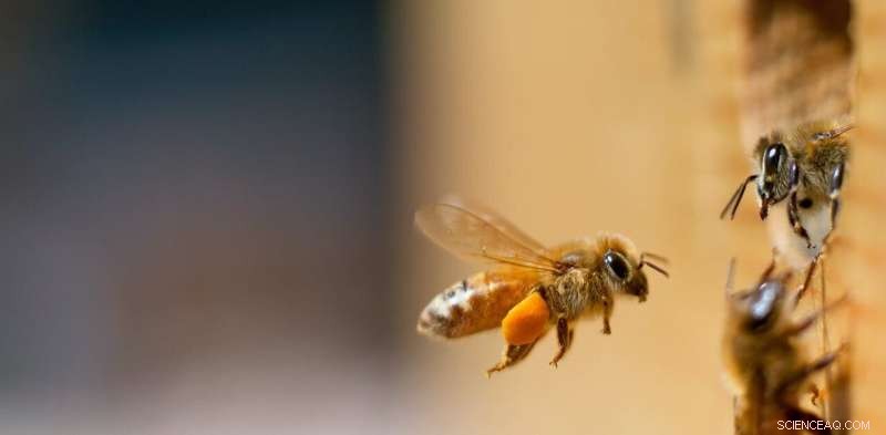 Honeybees & Number Sense: Uncovering Animal Cognition