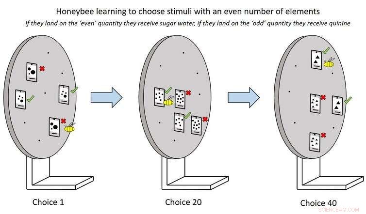Honeybees & Number Sense: Uncovering Animal Cognition