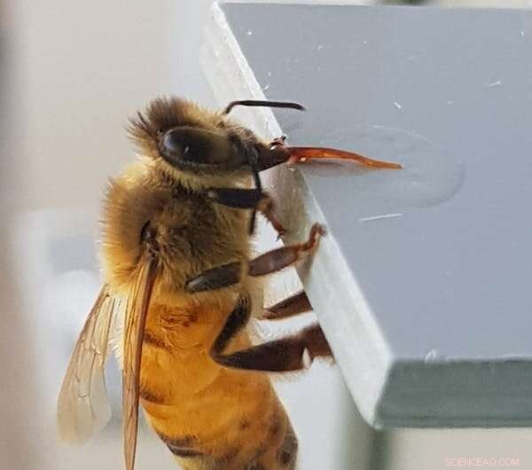 Honeybees & Number Sense: Uncovering Animal Cognition