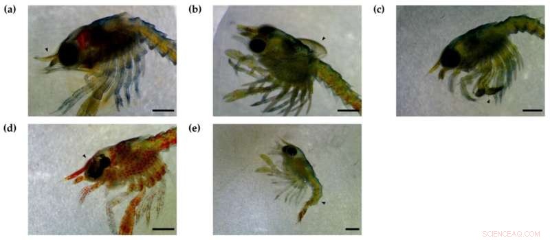 EMF Exposure Impacts Lobster Larval Development: A Marine Science Study