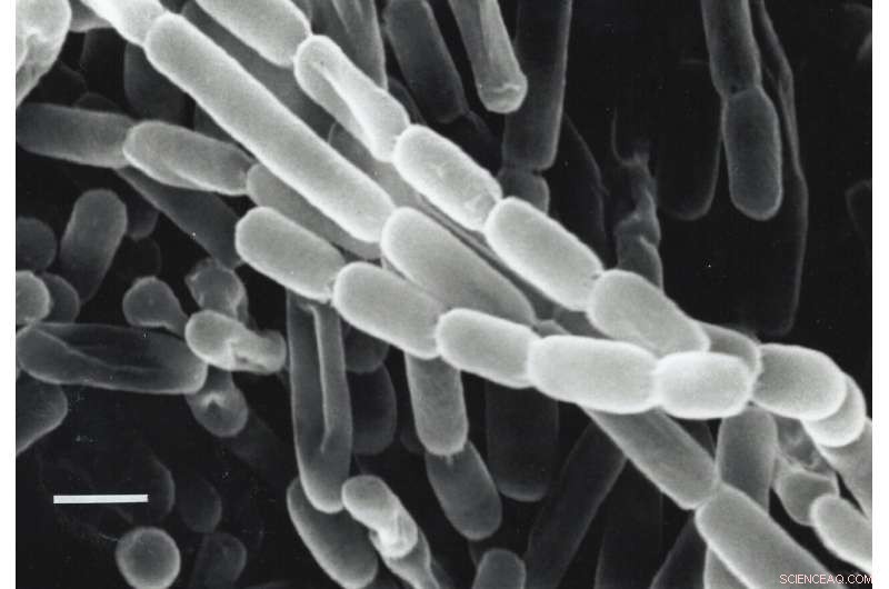 Soil Microbe Enzymes Boost Artificial Photosynthesis Potential