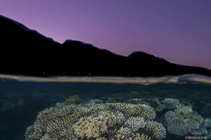 Multinational Ocean Sanctuaries: A Key to Coral Reef Survival in a Changing Climate