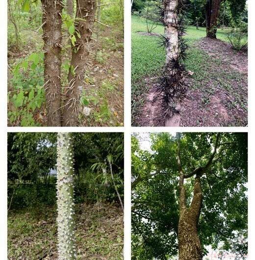 Spiny Tree Trunks: Natural Defense Against Mammalian Herbivores