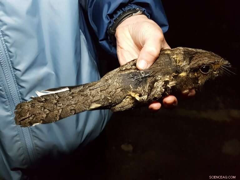 Bird Migration Disrupted by Light Pollution: New Research