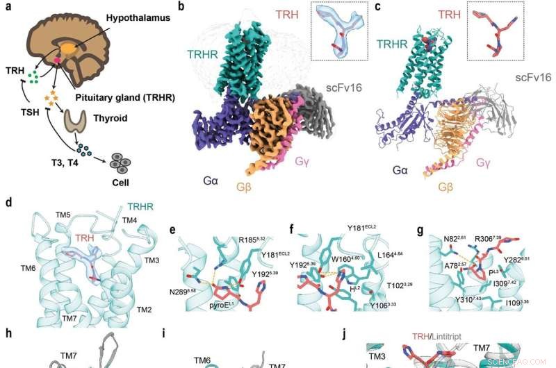Understanding the Thyrotropin-Releasing Hormone Receptor: A New Discovery