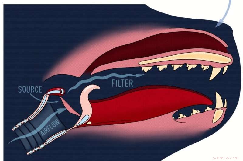 Harbor Seal Vocal Learning: Anatomical Insights into Complex Calls