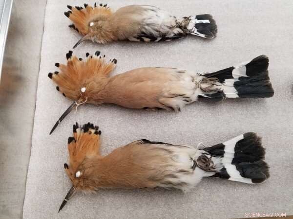 Declining Collections: Impact on Natural History & Future Research