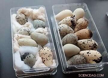 Declining Collections: Impact on Natural History & Future Research