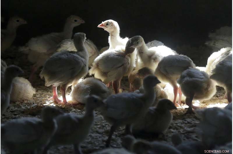 Colorado Confirms First Human Case of Avian Influenza (Bird Flu)