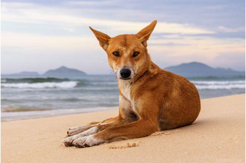 Dingo? Bingo!: Contribute to Dingo Research from Home