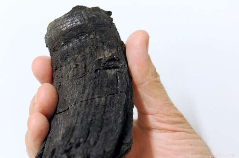 Giant Ichthyosaur Discovery in the Alps: New Species Unveiled