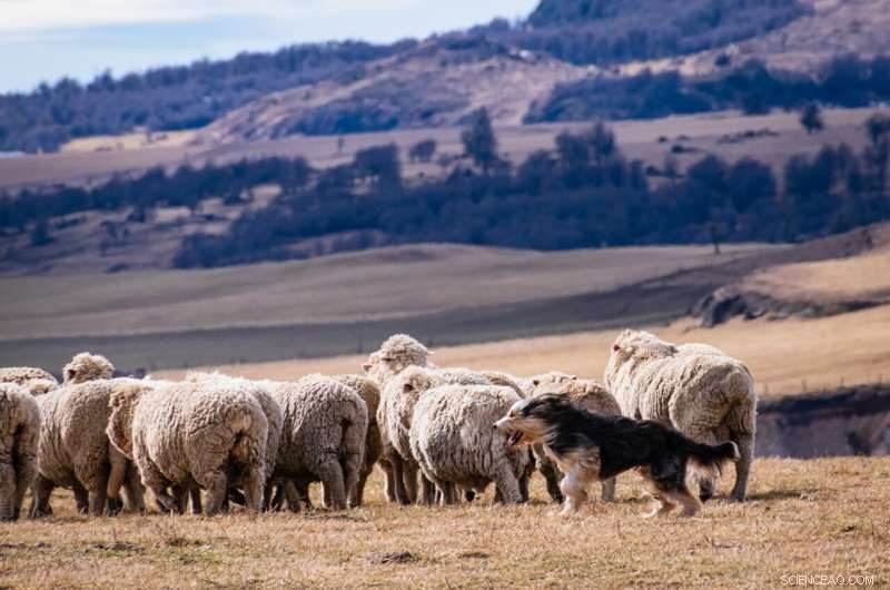 Patagonian Sheepdogs: Uncovering the Link to British Herding Dogs