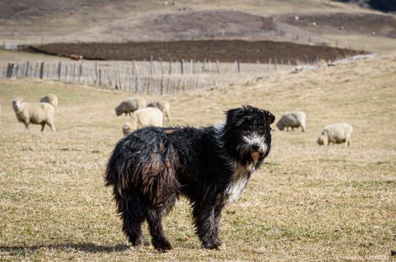 Patagonian Sheepdogs: Uncovering the Link to British Herding Dogs