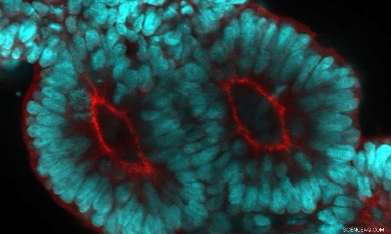 Human Spine: Development, Structure & Health