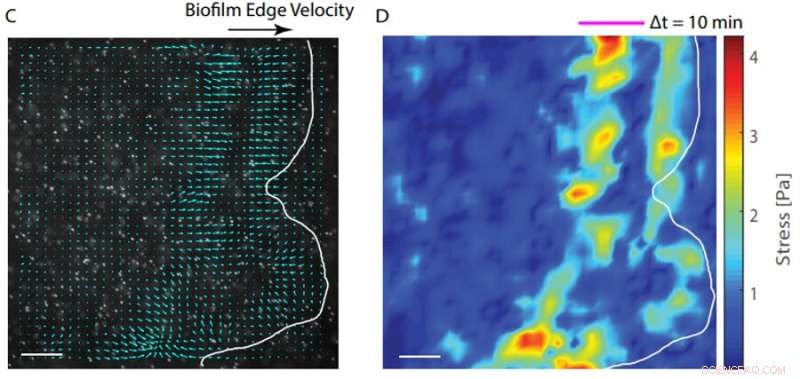 Physics & Biology: How Stiffness Affects Biofilm Growth
