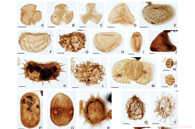 Borneo Rainforest s Ancient Roots: Leaf Fossil Study Reveals 4 Million-Year-Old Ecosystem