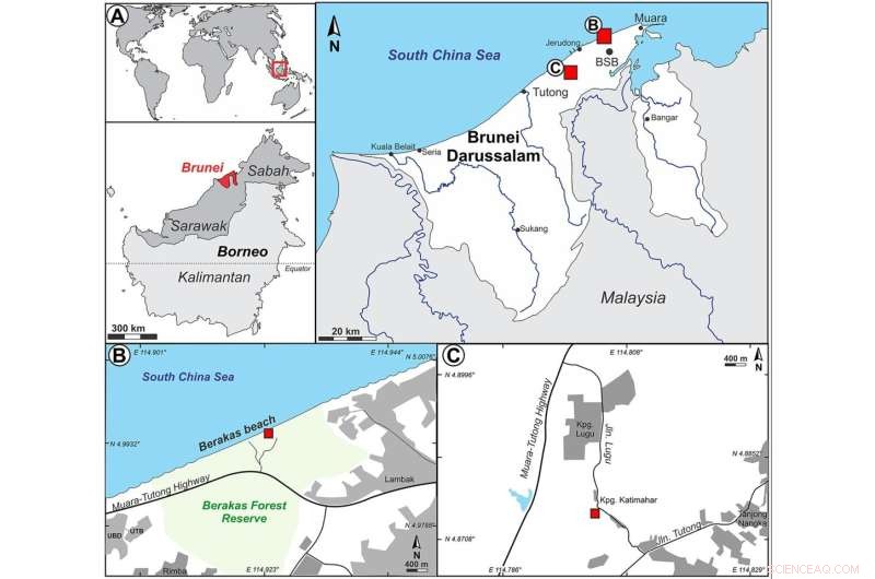 Borneo Rainforest s Ancient Roots: Leaf Fossil Study Reveals 4 Million-Year-Old Ecosystem