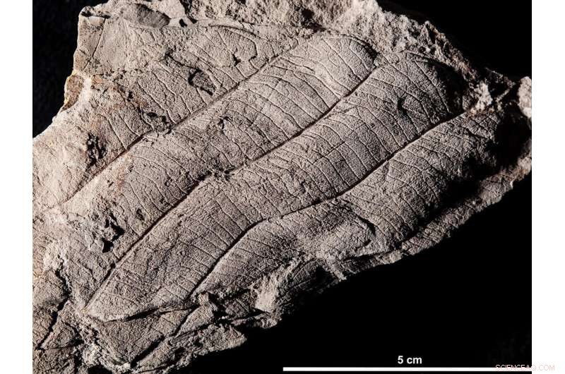 Borneo Rainforest s Ancient Roots: Leaf Fossil Study Reveals 4 Million-Year-Old Ecosystem