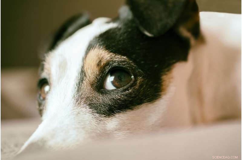 UK Dog Life Expectancy: Jack Russell Terriers Lead the Way