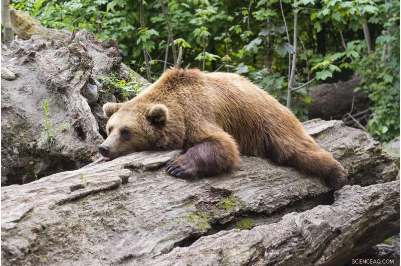 Bat and Bear Hibernation: Surprisingly Similar Metabolism - Research Findings