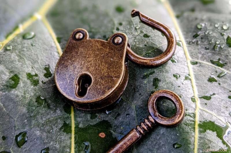 Strigolactone Regulation of Plant Growth: Unlocking the MAX3 Enzyme