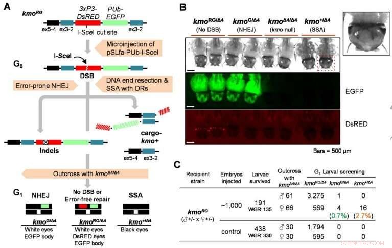 Gene Drives & Mosquito Control: Testing Self-Eliminating Genes