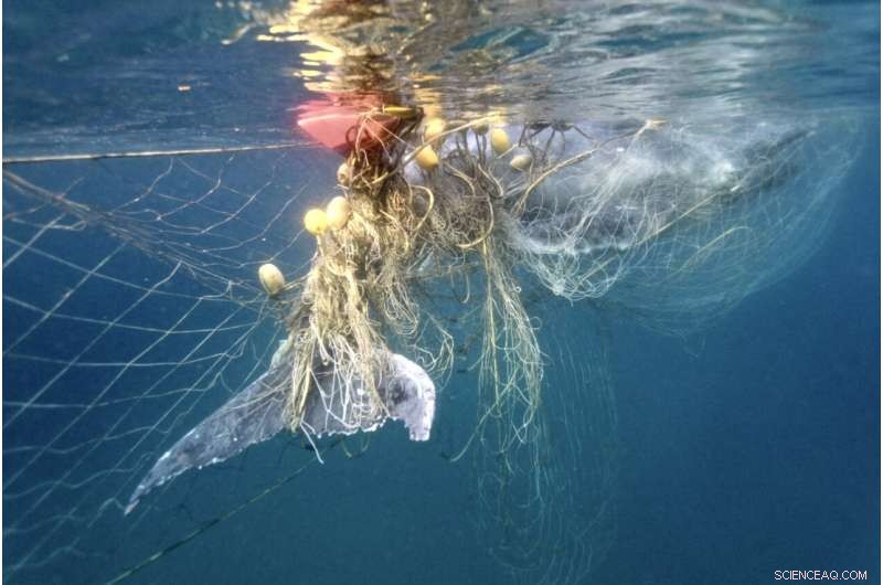 Humpback Whale Migration & Shark Nets: A Dangerous Collision on the East Coast