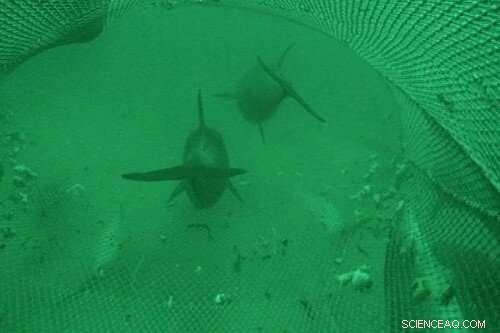 Dolphin Bycatch in Fisheries: A Sustainability Assessment