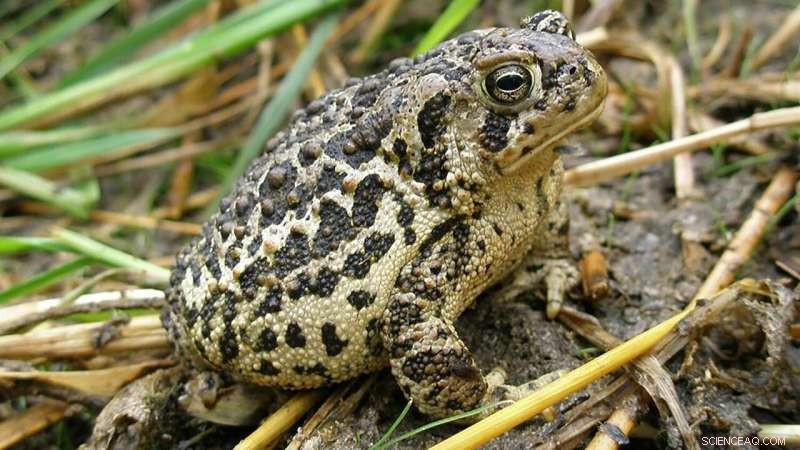 Genetic Diversity & Wyoming Toad Survival: A Critical Threat
