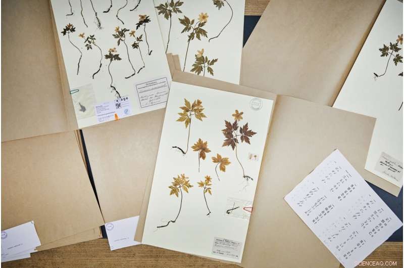 Climate Change Impacts: Forest Plants Flowering Earlier - A Century of Data