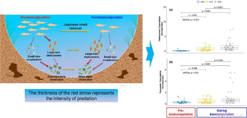 Controlling Algae Blooms: Can Removing Fish Help Subtropical Lakes?