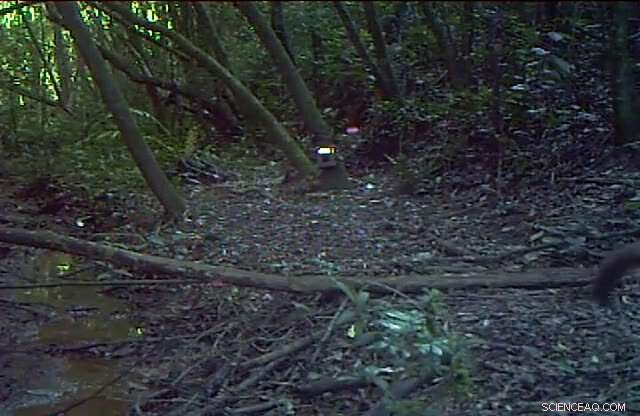 Rare Coati Sighting in City Highlights Urban Wildlife