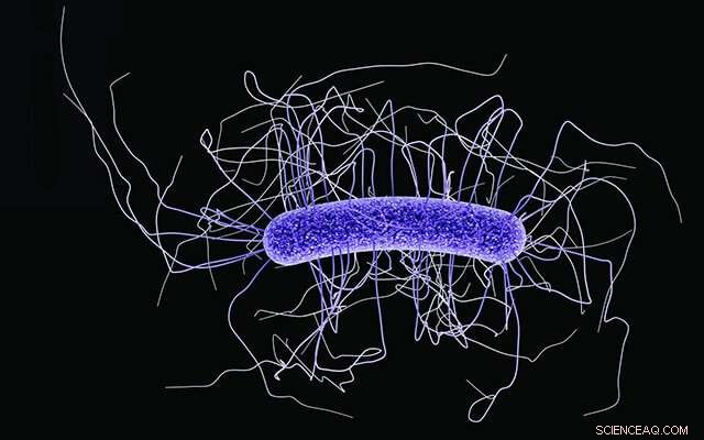Genetic Diversity of *Clostridioides difficile* Unveiled: A New Study