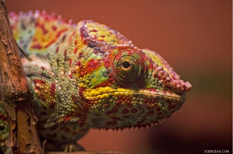 Reptile Extinction Crisis: Over 21% of Species at Risk
