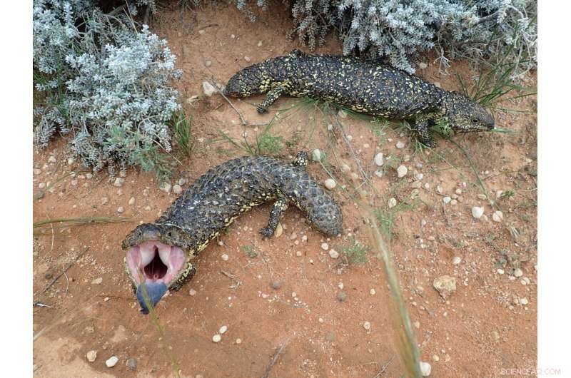 Evolutionary Loss of Key Immune Genes in Snakes and Lizards