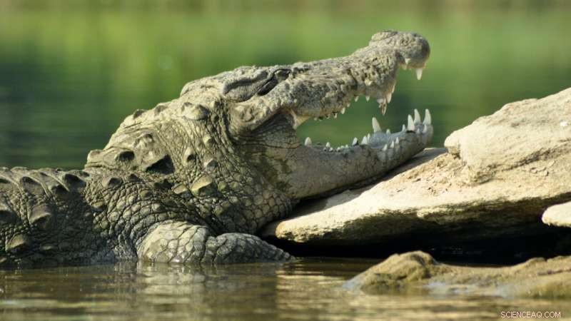 Crocodile Diet Shift Linked to Faster Recovery, Study Finds
