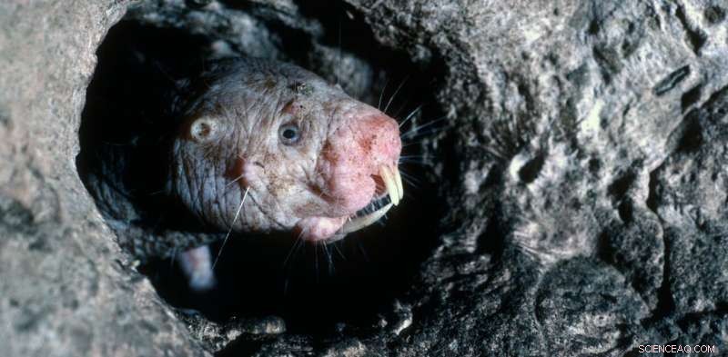 Brain Injury Prevention: Insights from Naked Mole Rats & Other Animals
