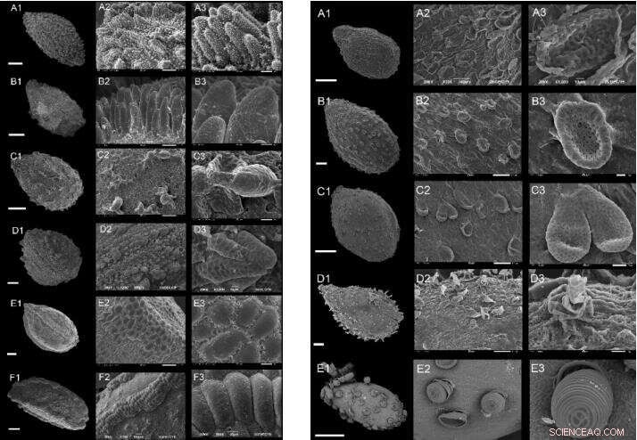 Impatiens Seed Evolution: New Research on Micromorphology