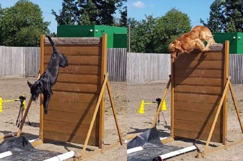 Optimizing Dog Scale Height for Joint Health in Working Trials