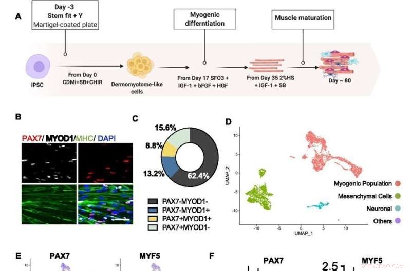 Single-Cell RNA Sequencing Reveals Key Proliferation Factors in Human Muscle Progenitor Cells