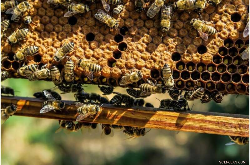 Extreme Heat Impacts Honeybee Fertility and Survival: A Look at the 2021 Canadian Heatwave
