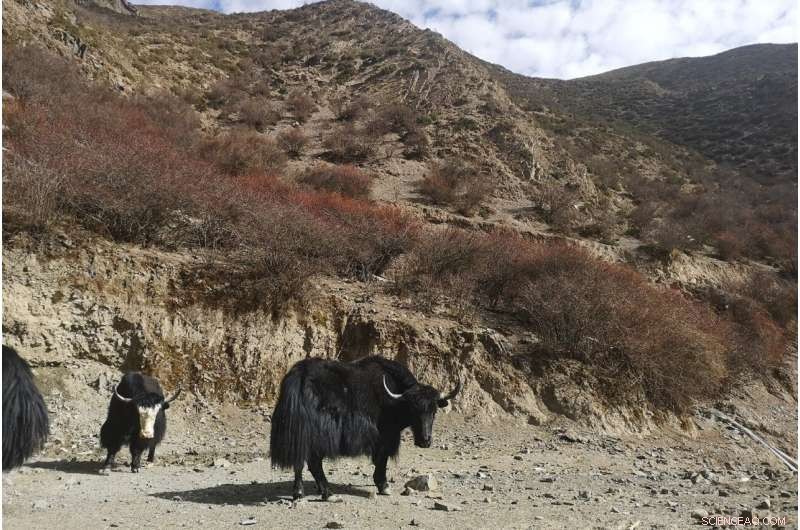 Unraveling the Genetic History of the Tibetan-Yi Corridor