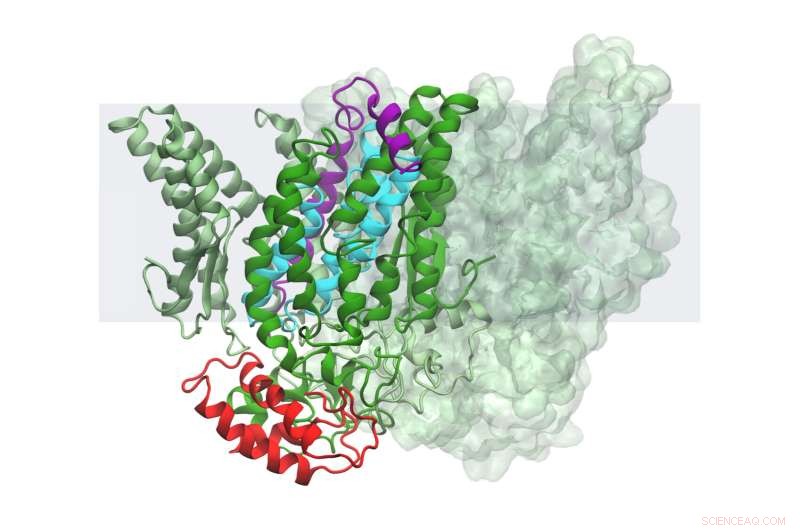 Intramembrane Proteases: Promising New Avenues for Alzheimer s Treatment