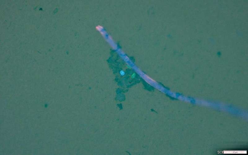 Microplastics: A Pathway for Pathogen Transport to the Ocean