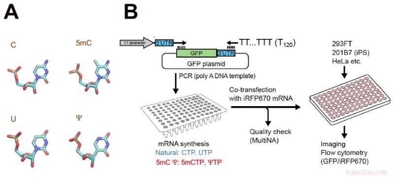 mRNA Therapeutics: New Chemical Markers for Future Therapies