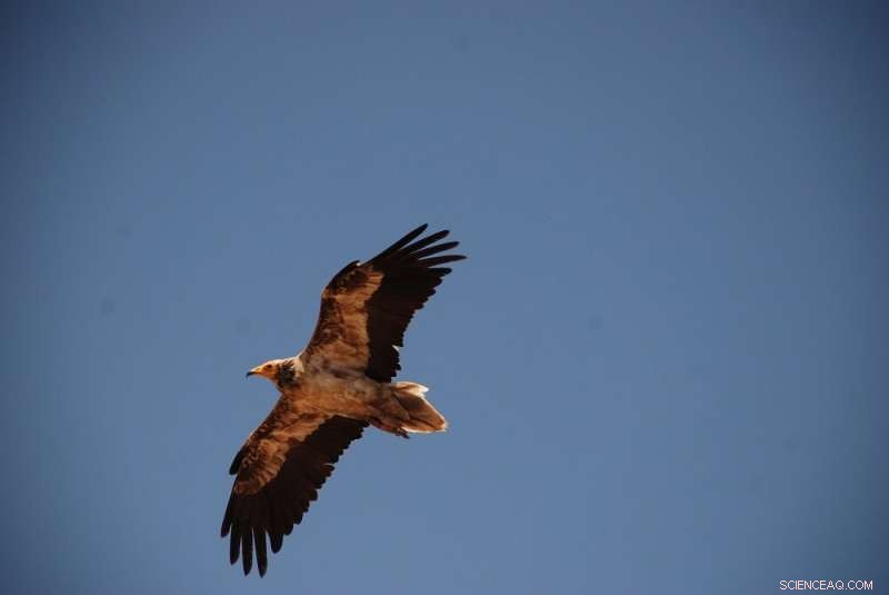 Innovative Biodiversity Research & Conservation Protocol